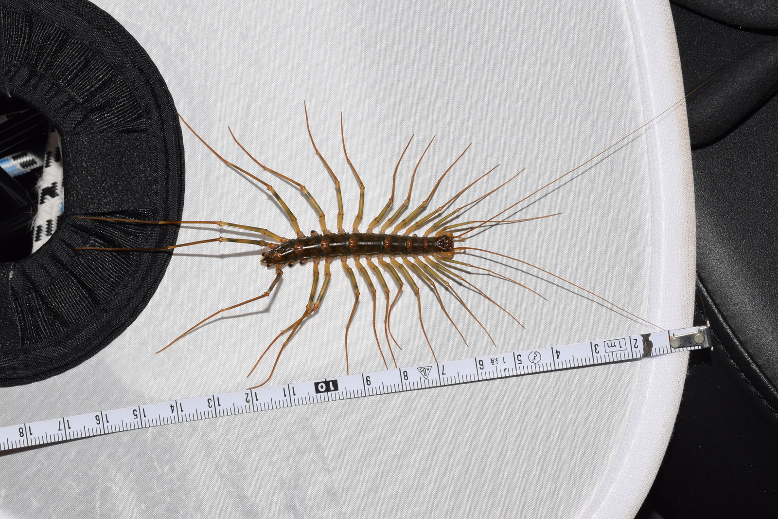 Real reference photograph showing a long-legged house centipede beside a measuring tape; this is not a size measurement of the Busan video animal