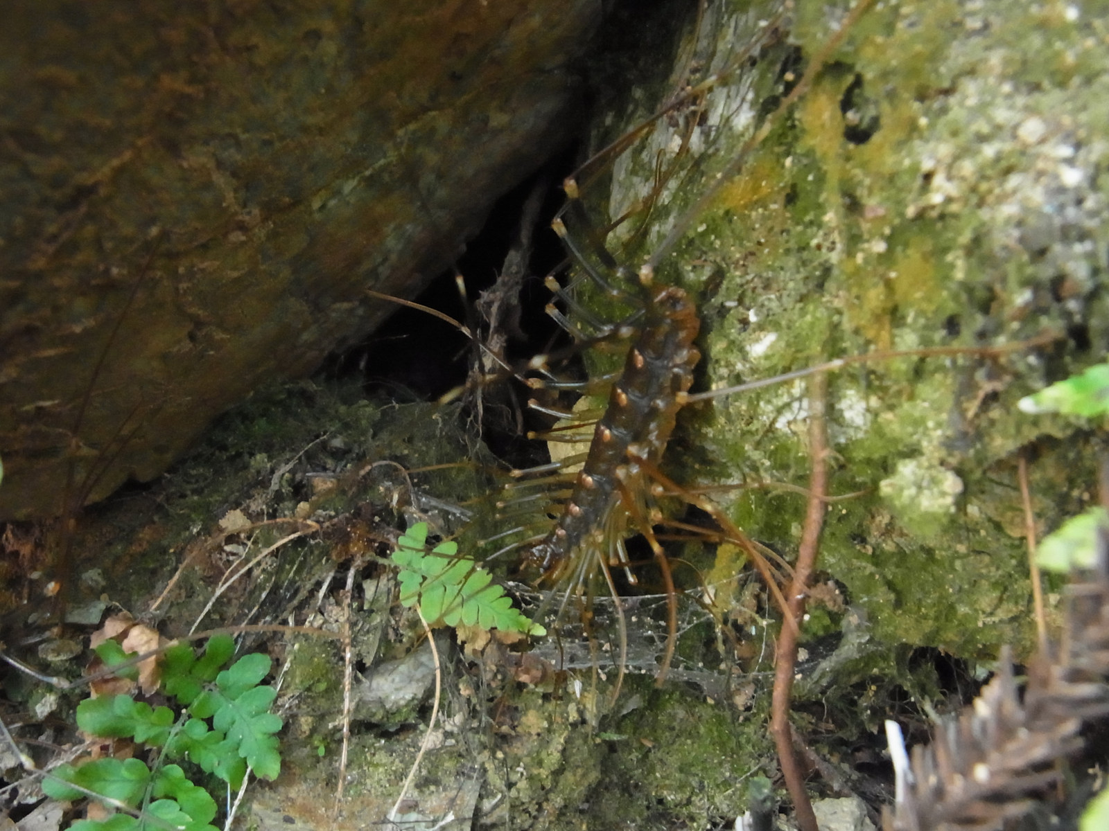 A real reference house centipede among rocks and moss; a separate outdoor scene, not the Busan filming site or evidence of establishment