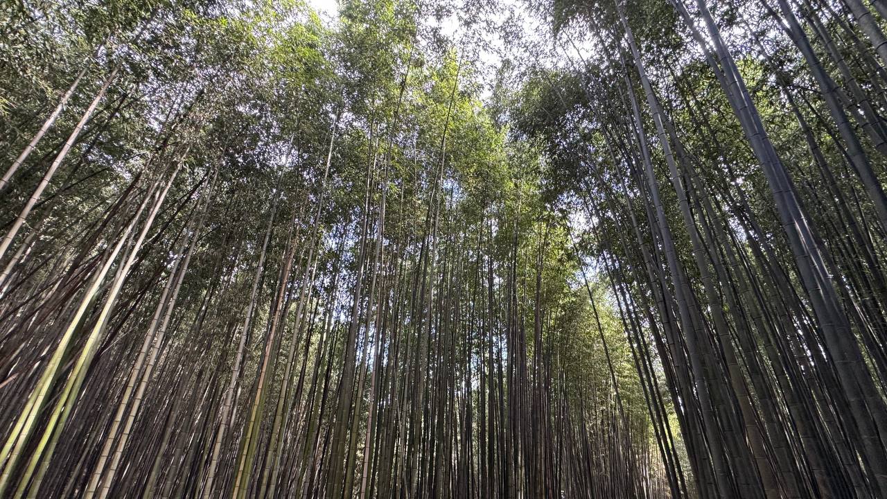 Reader-provided photograph of bamboo stalks and leaves seen from below; location unverified